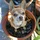 3DChihuahua