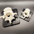Giá đỡ danh thiếp hình đốt sống độc đáo cho bàn làm việc - Thumbnail 4