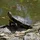 maRRtulka_739518