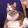 FatCat