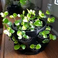 Chậu Trồng Cây Nhiều Ngăn kèm Đế Lót (Multi Pot with Pot Coaster) - Thumbnail 1