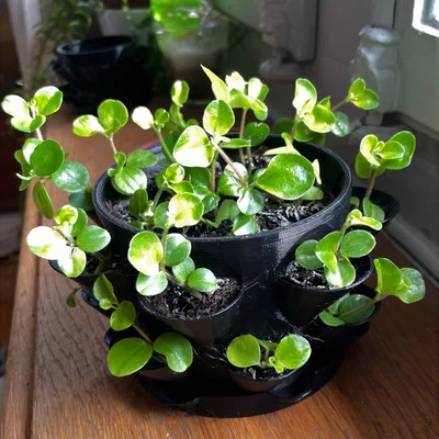 Chậu Trồng Cây Nhiều Ngăn kèm Đế Lót (Multi Pot with Pot Coaster)
