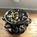 Chậu Trồng Cây Nhiều Ngăn kèm Đế Lót (Multi Pot with Pot Coaster) - Thumbnail 5