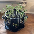 Chậu Trồng Cây Nhiều Ngăn kèm Đế Lót (Multi Pot with Pot Coaster) - Thumbnail 6