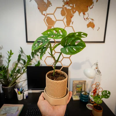Chậu cây kèm giàn leo phong cách lục giác (Hexagonal style stand plant pot)