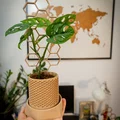 Chậu cây kèm giàn leo phong cách lục giác (Hexagonal style stand plant pot) - Thumbnail 2