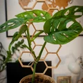 Chậu cây kèm giàn leo phong cách lục giác (Hexagonal style stand plant pot) - Thumbnail 4