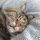 Pchelkaa_296606