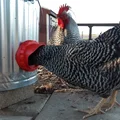 Máng ăn gà (Chicken Feeder) chống rơi vãi - Thumbnail 11