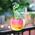 Chậu trồng cây xoắn ốc có thoát nước (vase mode) - Thumbnail 2