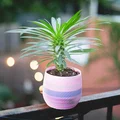Chậu trồng cây xoắn ốc có thoát nước (vase mode) - Thumbnail 4