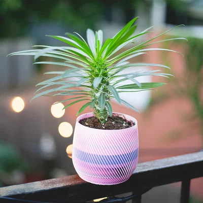 Chậu trồng cây xoắn ốc có thoát nước (vase mode)