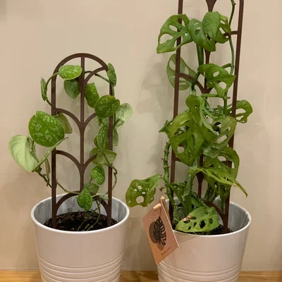 Giàn/khung đỡ cây dạng modular (Modular plant support / plant trellis)