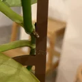 Giàn/khung đỡ cây dạng modular (Modular plant support / plant trellis) - Thumbnail 3
