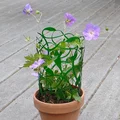 Giàn Leo Dây Leo Rối (Tangled Vine Trellis) - Thumbnail 2
