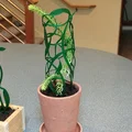 Giàn Leo Dây Leo Rối (Tangled Vine Trellis) - Thumbnail 4