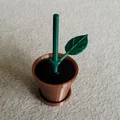 Bông hoa mini của tôi (My mini flower) - Thumbnail 9