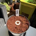 Dấu/nhãn đánh dấu hạt giống cây trồng – Gọn gàng và có gu cho khu vườn - Thumbnail 4