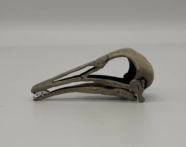 Hộp sọ Longiopteryx (Longiopteryx skull) tỉ lệ 1:1 - Image 1