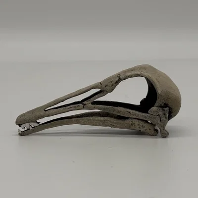 Hộp sọ Longiopteryx (Longiopteryx skull) tỉ lệ 1:1