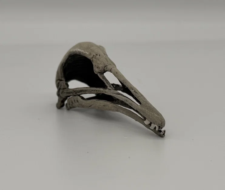 Hộp sọ Longiopteryx (Longiopteryx skull) tỉ lệ 1:1 - Image 2