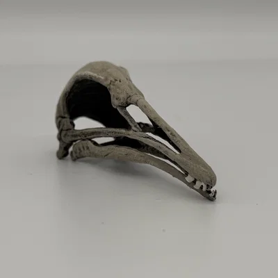 Hộp sọ Longiopteryx (Longiopteryx skull) tỉ lệ 1:1