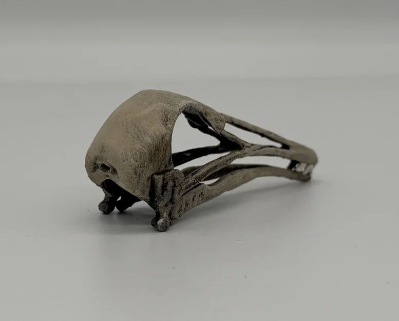 Hộp sọ Longiopteryx (Longiopteryx skull) tỉ lệ 1:1 - Image 3