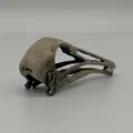 Hộp sọ Longiopteryx (Longiopteryx skull) tỉ lệ 1:1 - Thumbnail 3