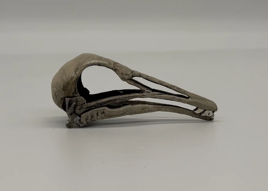 Hộp sọ Longiopteryx (Longiopteryx skull) tỉ lệ 1:1 - Image 4