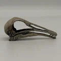 Hộp sọ Longiopteryx (Longiopteryx skull) tỉ lệ 1:1 - Thumbnail 4