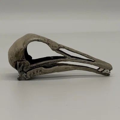Hộp sọ Longiopteryx (Longiopteryx skull) tỉ lệ 1:1