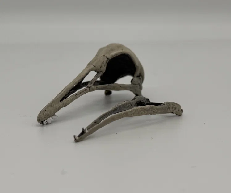 Hộp sọ Longiopteryx (Longiopteryx skull) tỉ lệ 1:1 - Image 5