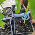 Nẹp đỡ cây dạng chữ G – 140 tổ hợp kích thước - Thumbnail 1