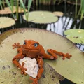 Flexi Toad v2 - Tương thích mắt kính 6mm và 8mm - Thumbnail 1