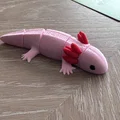 Axolotl Khớp Nối – Sinh Vật Dẻo Dai Mũm Mĩm - Thumbnail 3