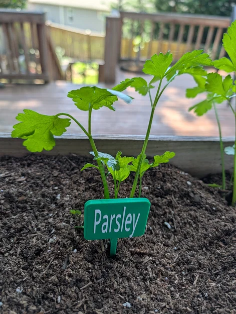 Thẻ Cắm Cây Ngò Tây (Parsley) – Nhãn Đánh Dấu Vườn Dễ In - Image 1