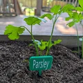 Thẻ Cắm Cây Ngò Tây (Parsley) – Nhãn Đánh Dấu Vườn Dễ In - Thumbnail 1