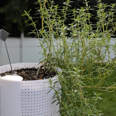 Chậu Cây Tự Tưới Chống Muỗi (Self Watering Planter)