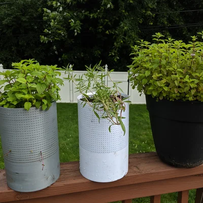 Chậu Cây Tự Tưới Chống Muỗi (Self Watering Planter)