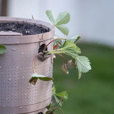 Chậu cây tự tưới siêu cấp (Super Self Watering Planter)