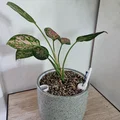 Chậu trong tự tưới nước tham số (Parametric) — Phong cách Lechuza - Thumbnail 1