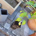 Chậu ươm cây rễ sâu thông minh (có đáy rời) - Dành cho ớt và cà chua - Thumbnail 6