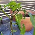Chậu ươm cây rễ sâu thông minh (có đáy rời) - Dành cho ớt và cà chua - Thumbnail 7