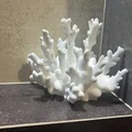 Mô hình trang trí san hô in 3D (Coral Decoration) cực đẹp - Thumbnail 2