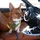 PrestonRosen_1740063