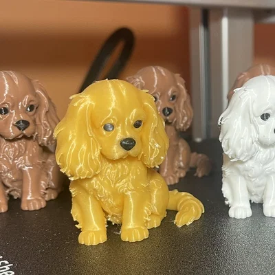 Agnes: Cô nàng Cavalier King Charles Spaniel siêu dễ thương