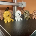 Agnes: Cô nàng Cavalier King Charles Spaniel siêu dễ thương - Thumbnail 2