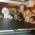 Agnes: Cô nàng Cavalier King Charles Spaniel siêu dễ thương - Thumbnail 4
