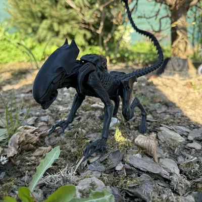 Alien, xenomorph non (young)