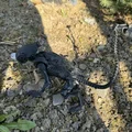 Alien, xenomorph non (young) - Thumbnail 5